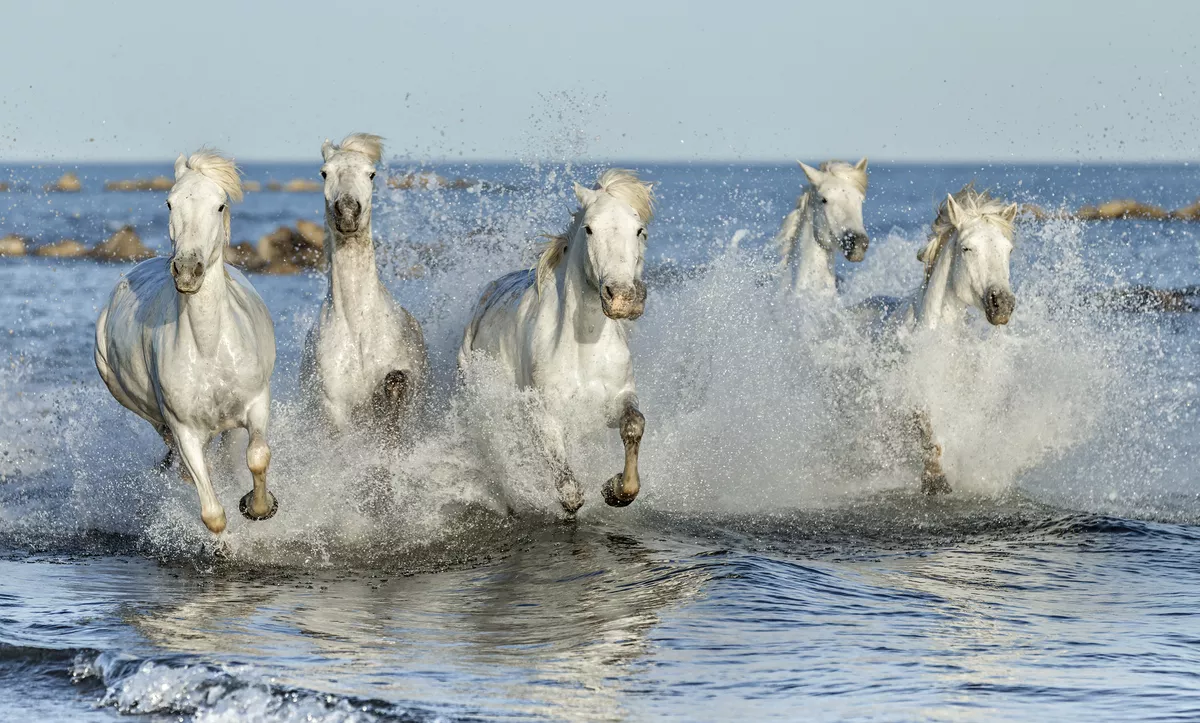 Weisse Wildpferde in der Camargue - © shutterstock_295417121