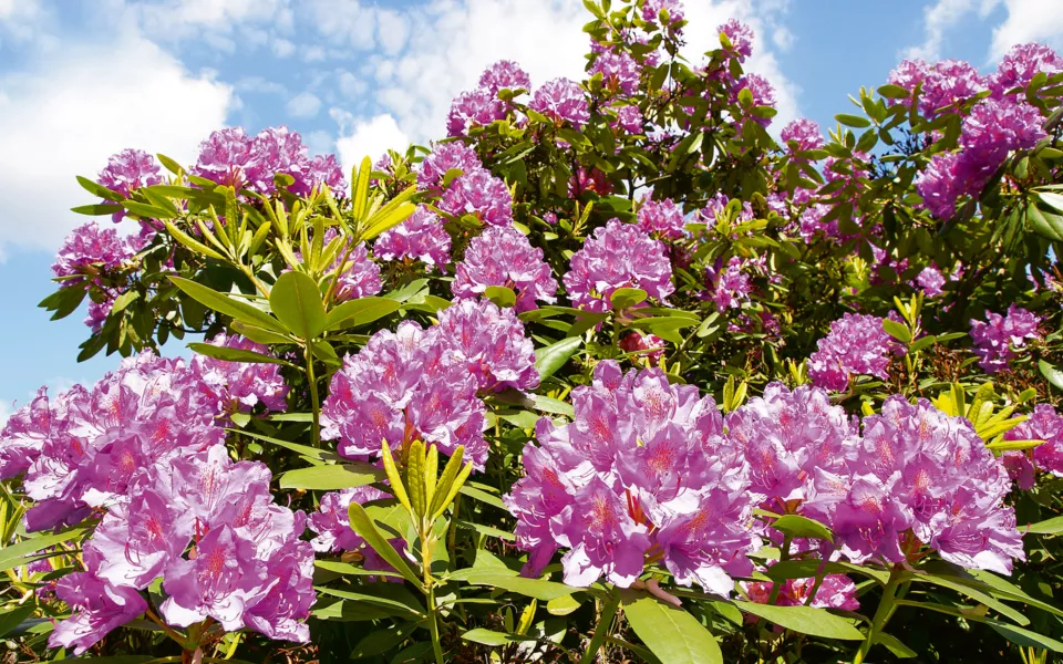 Rhododendron - © Johanna Mühlbauer - Fotolia