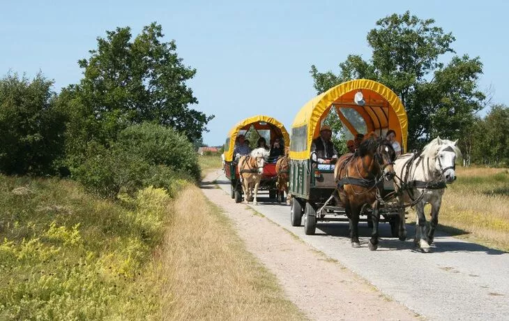 Promenade en calèche Hiddensee