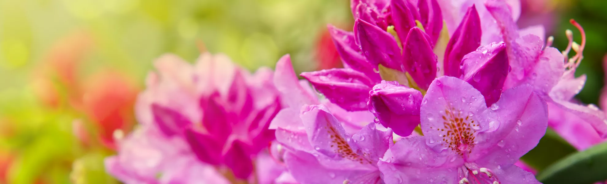 Schöner rosa Rhododendron. - ©Swetlana Wall - stock.adobe.com