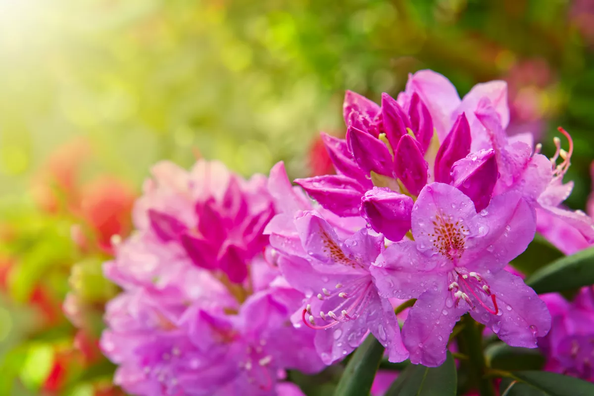 Schöner rosa Rhododendron. - ©Swetlana Wall - stock.adobe.com