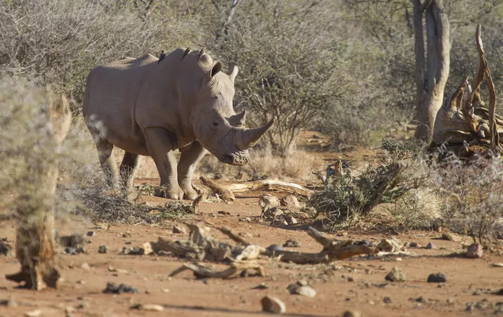 Nashorn im Madikwe-Wildreservat - © Chris - stock.adobe.com