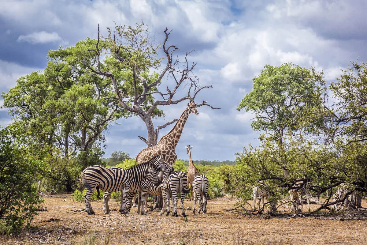 Nationalpark Chobe - ©PACO COMO - stock.adobe.com