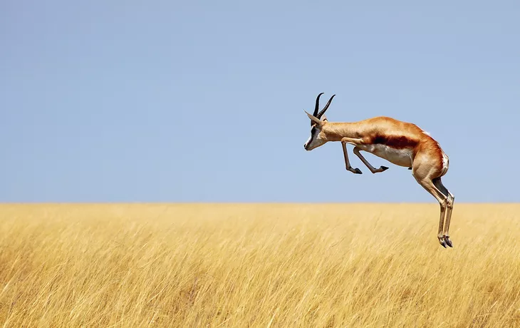 Springbock - © Carina - Fotolia