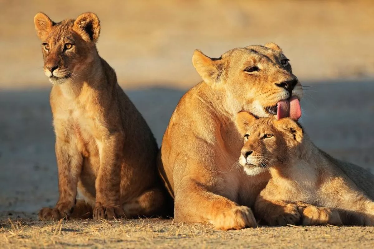 Löwen in der Kalahari Wüste - © EcoView - Fotolia