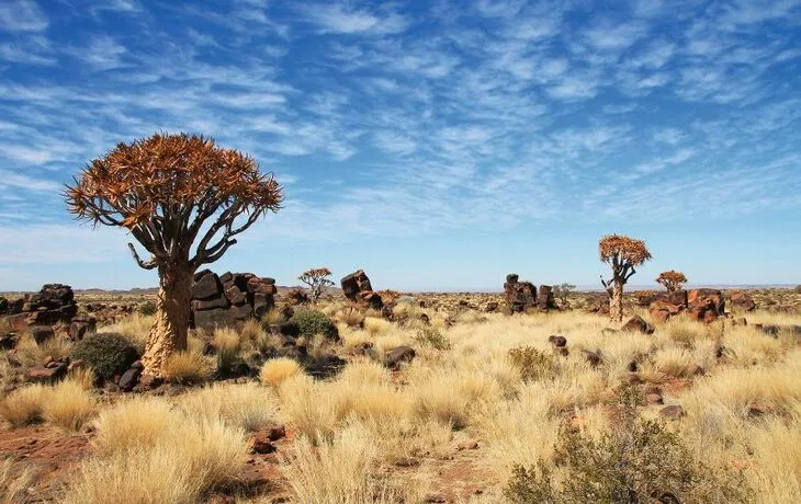 Köcherbaumwald in Namibia - © Bernd Pölling - Fotolia