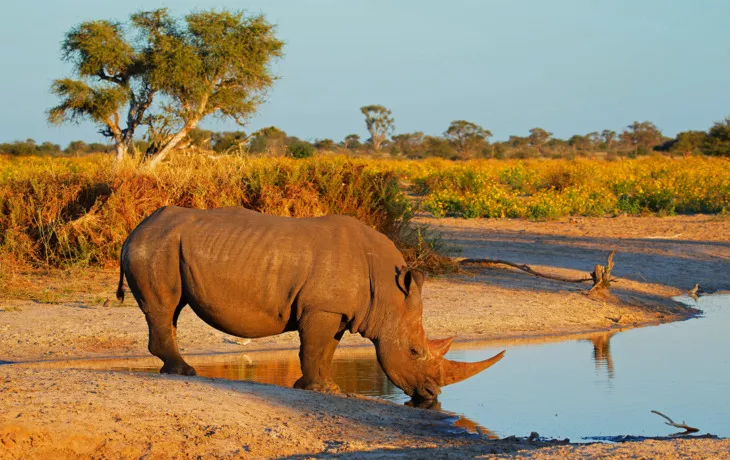 Weißes Nashorn Trinkwasser - © EcoView - Fotolia