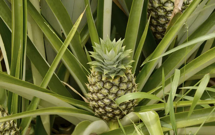 Ananas - ©                                                       