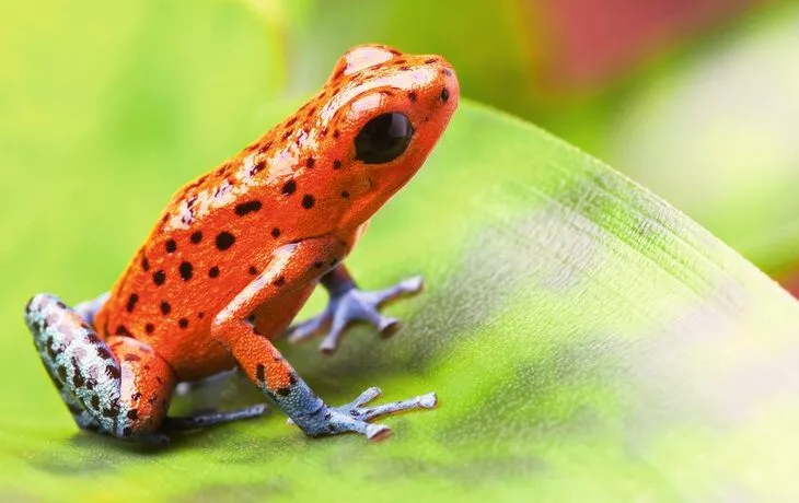 Baumsteigerfrosch - © kikkerdirk - Fotolia