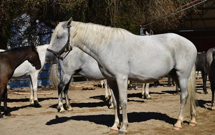 Lipizzanergestüt Piber - © franke 182 - stock.adobe.com