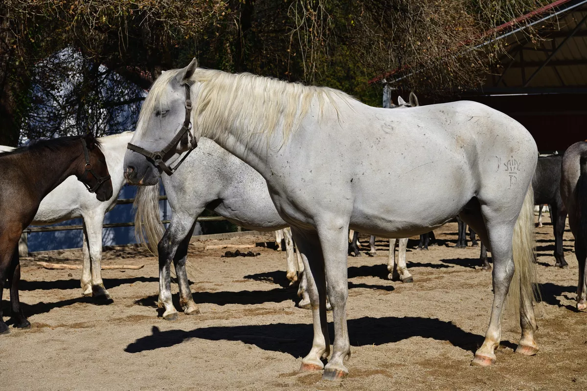 Lipizzanergestüt Piber - © franke 182 - stock.adobe.com