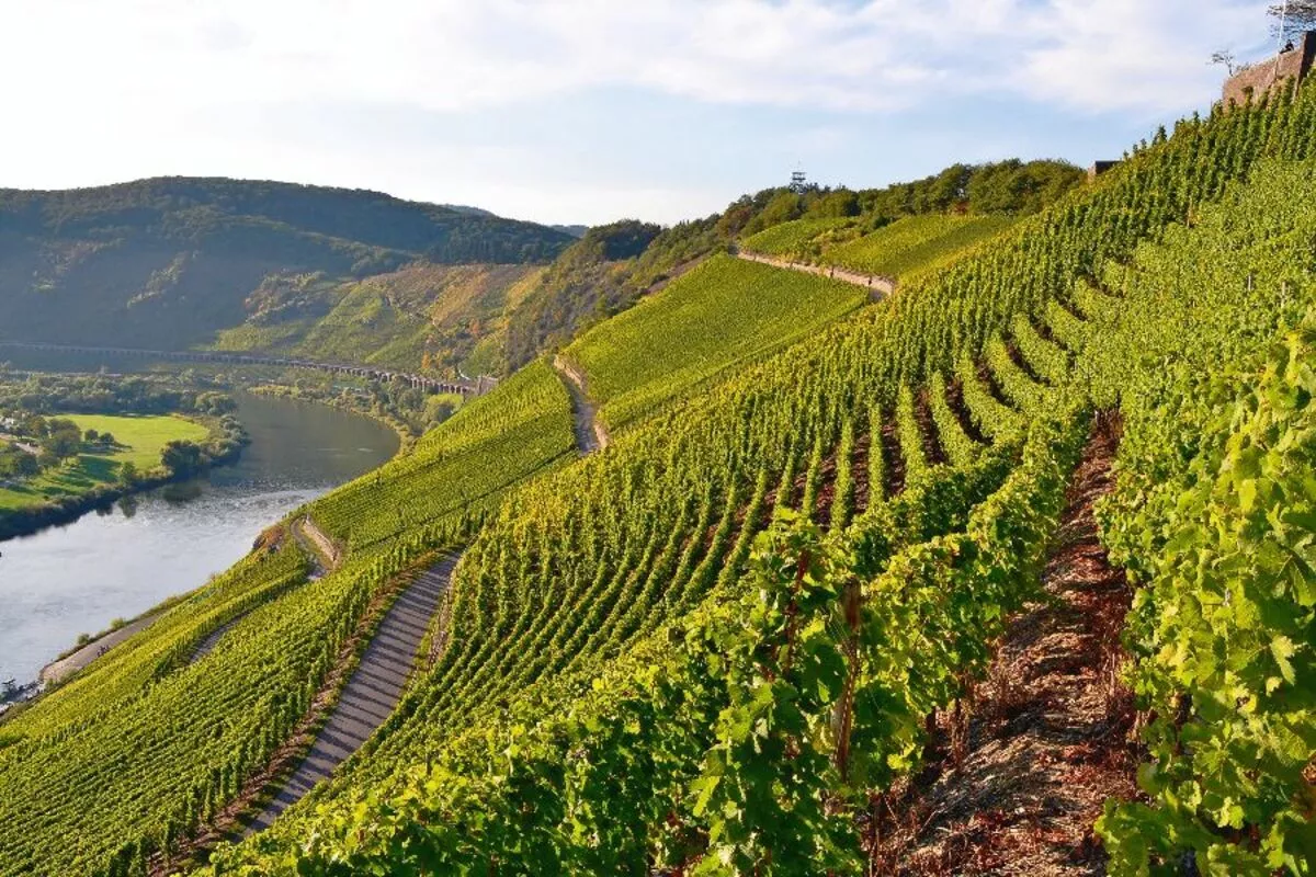 Weinberge an der Mosel - © hecht7 - Fotolia