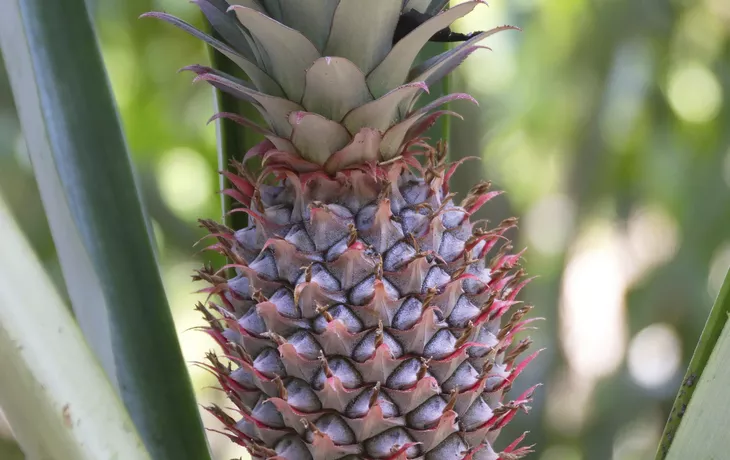 Fresh pineapple - © maicyber - Fotolia