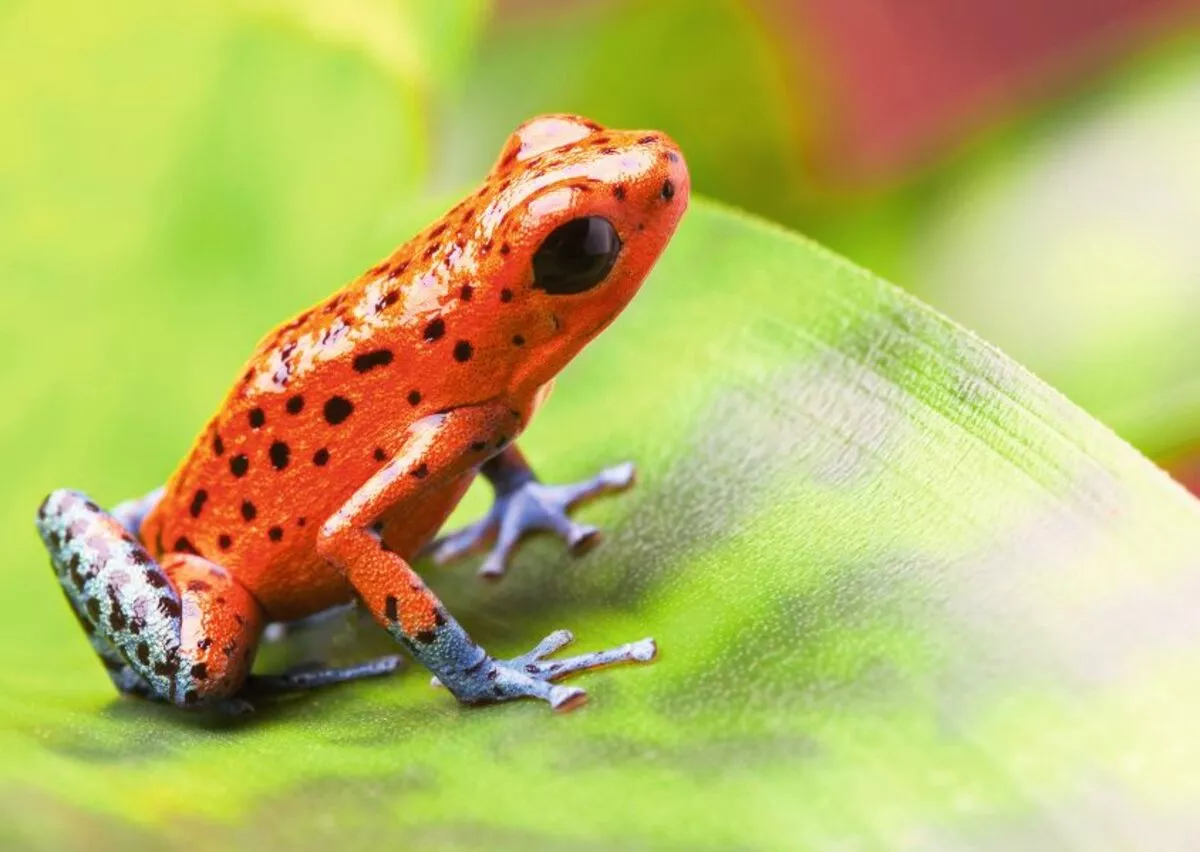 Baumsteigerfrosch - © kikkerdirk - Fotolia