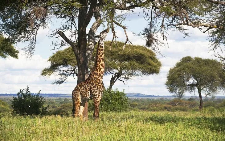 Giraffe - © XK - Fotolia