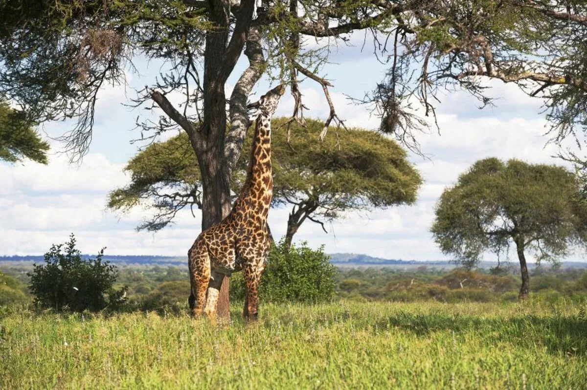 Giraffe - © XK - Fotolia