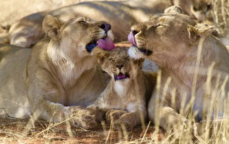 Löwen im Madikwe-Wildreservat - © Chris - stock.adobe.com