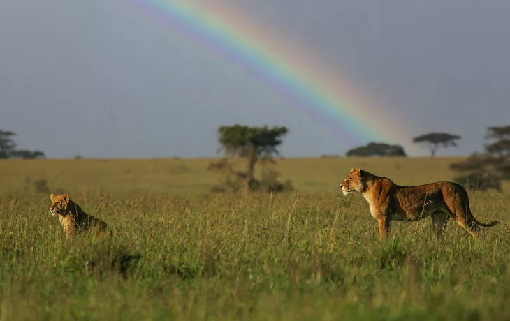 Löwin mit Jungtier - © Martin Grimm - stock.adobe.com