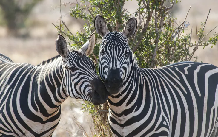 Zebras - © Getty Images/iStockphoto