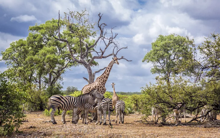 Nationalpark Chobe - ©PACO COMO - stock.adobe.com