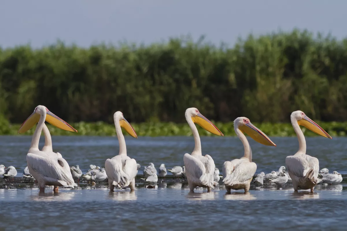 Rosa Pelikane im Donaudelta - © shutterstock_95073268