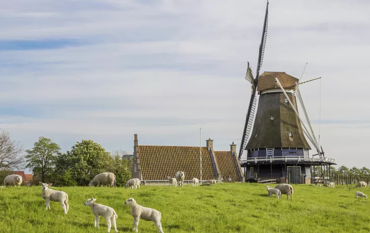 Windmühle, Medemblik - © Copyright (c) 2016 Marc Venema/Shutterstock.  No use without permission.