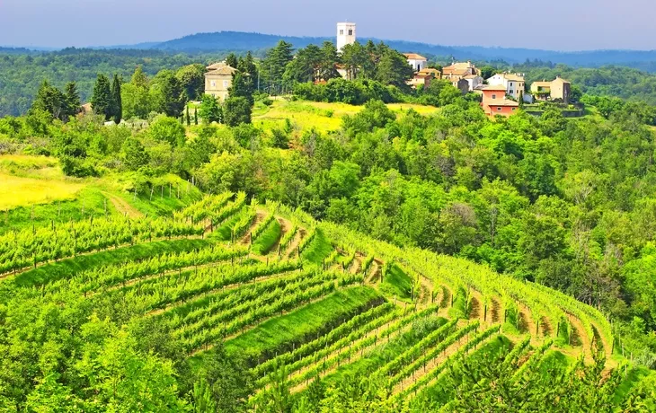 Weinberge Kroatien - © gudrin - stock.adobe.com