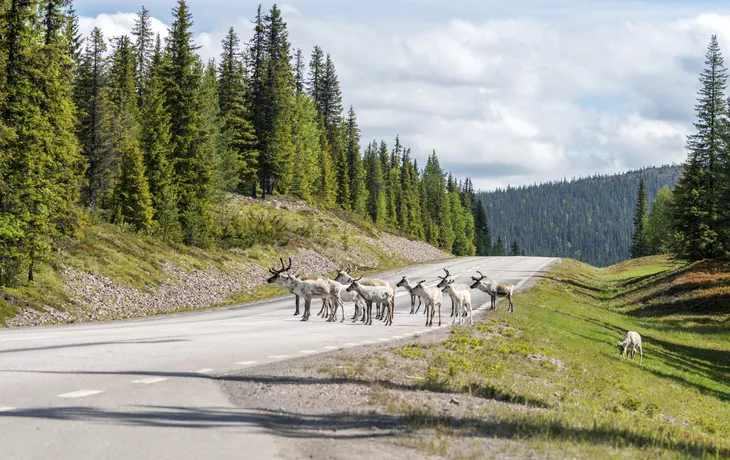 Rentiere im schwedischen Lappland - © Jon Anders Wiken - stock.adobe.com