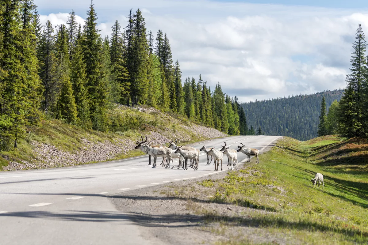 Rentiere im schwedischen Lappland - © Jon Anders Wiken - stock.adobe.com