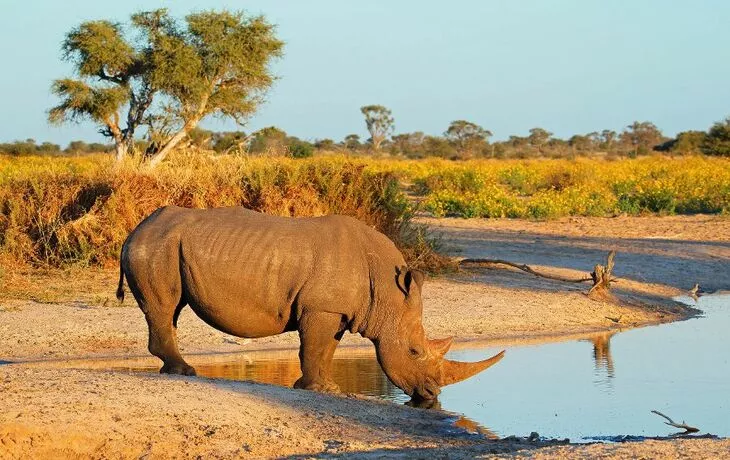 Nashorn am Wasserloch - © EcoView - Fotolia