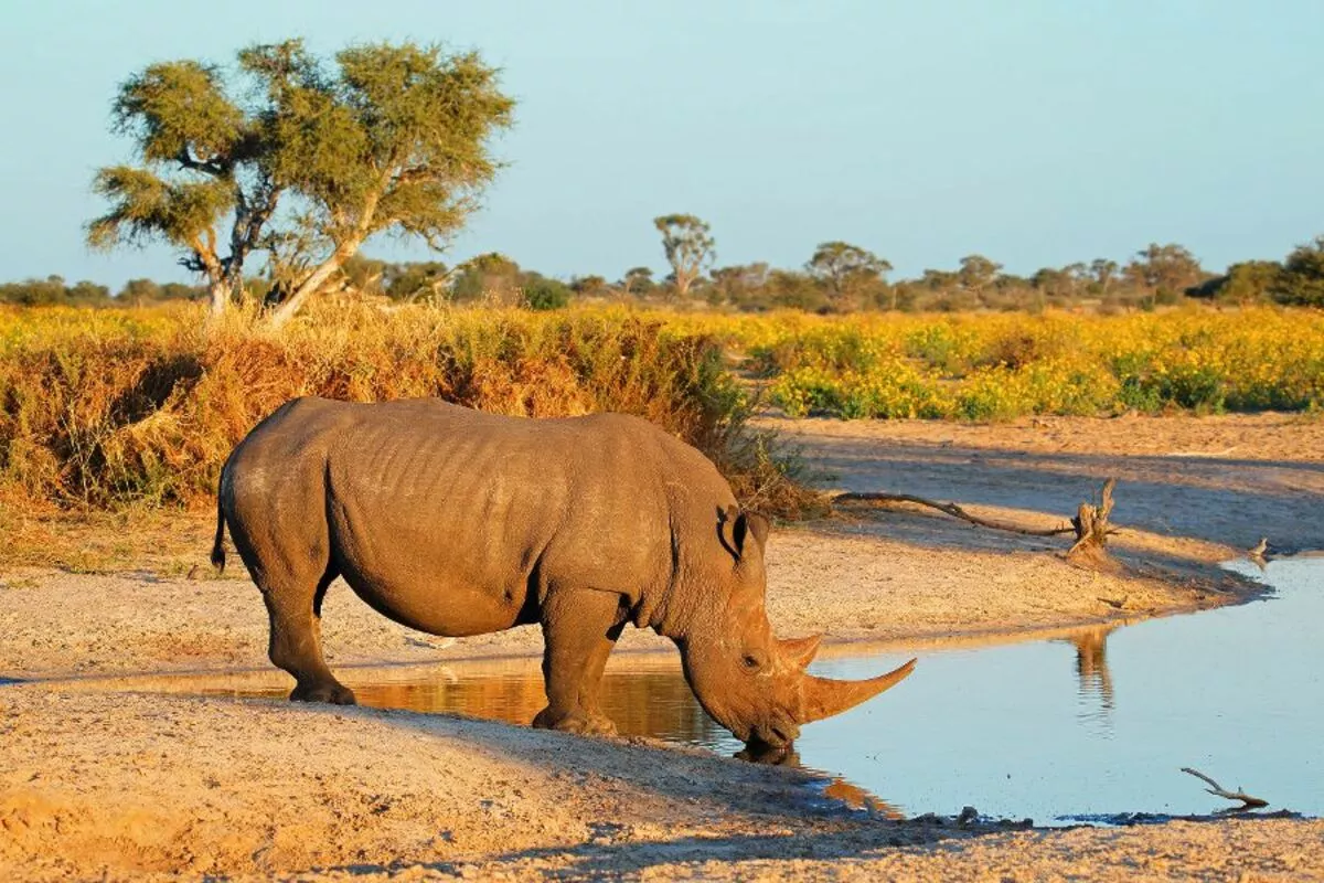 Nashorn am Wasserloch - © EcoView - Fotolia