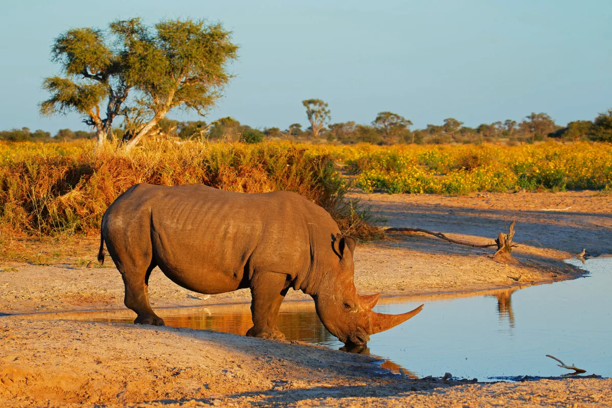 Weißes Nashorn Trinkwasser - © EcoView - Fotolia