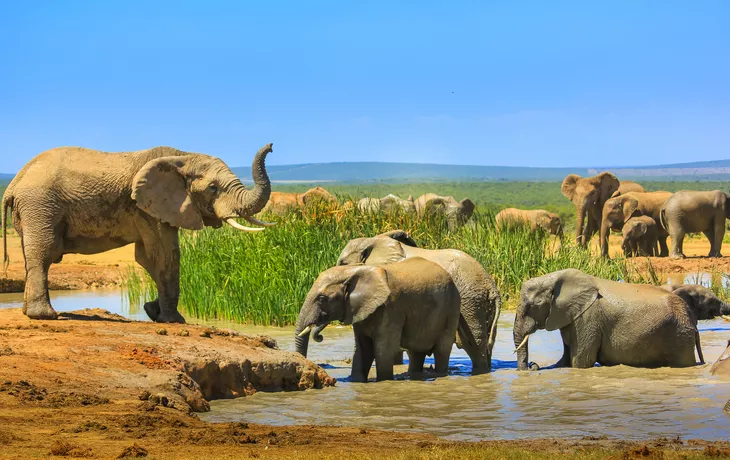 Addo-Elefanten in Südafrika - ©bennymarty - stock.adobe.com