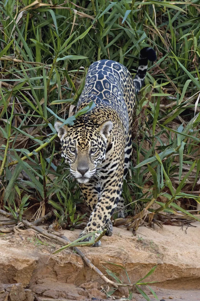 Jaguar - © aussieanouk - Fotolia