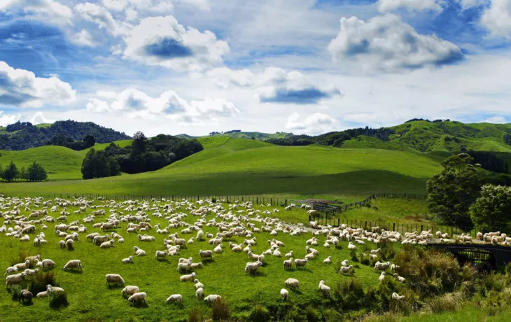 Neuseelands Schafe - © Friedberg - Fotolia