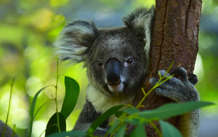 Koala - ©Dudarev Mikhail - stock.adobe.com