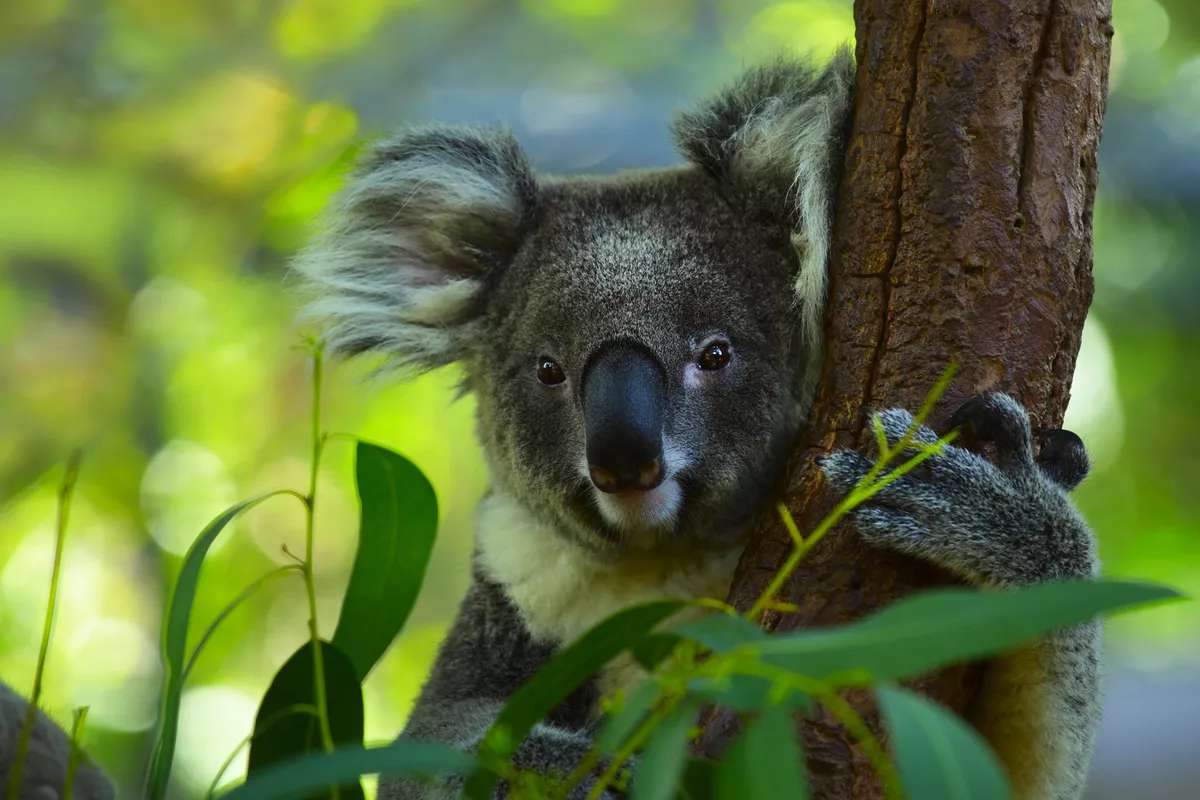 Koala - ©Dudarev Mikhail - stock.adobe.com