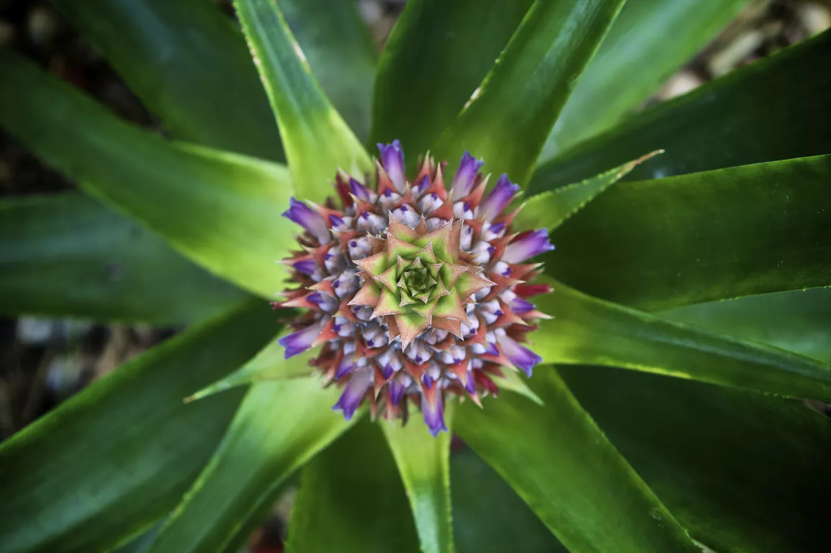 Ananasblume - © Getty Images/iStockphoto