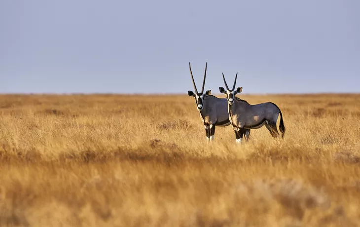 Two oryx in the savannah - © lucaar - Fotolia