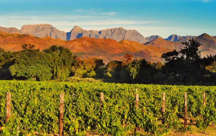 Weinberg in der südafrikanischen Westkap - © supertramp8 - Fotolia