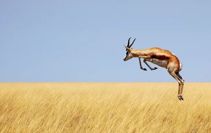 Springbock - © Carina - Fotolia