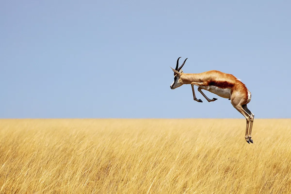 Springbock - © Carina - Fotolia
