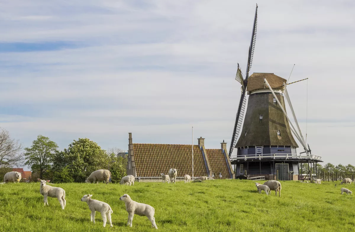 Windmühle bei Medemblik - © Copyright (c) 2016 Marc Venema/Shutterstock.  No use without permission.