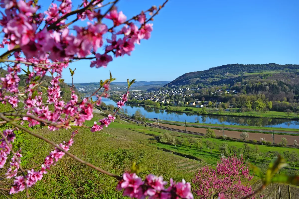 Mosel bei Wasserbillig - © Heinz&Brummel - stock.adobe.com