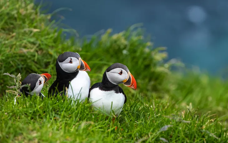 Papageientaucher - ©Curioso Photography - stock.adobe.com