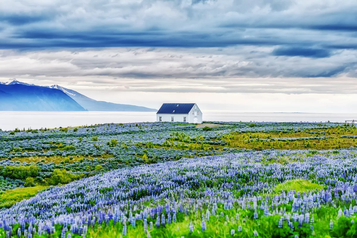blühende Lupinen vor einem einsamem Haus an der Atlantikküste nahe Akureyri - © Feel good studio - stock.adobe.com