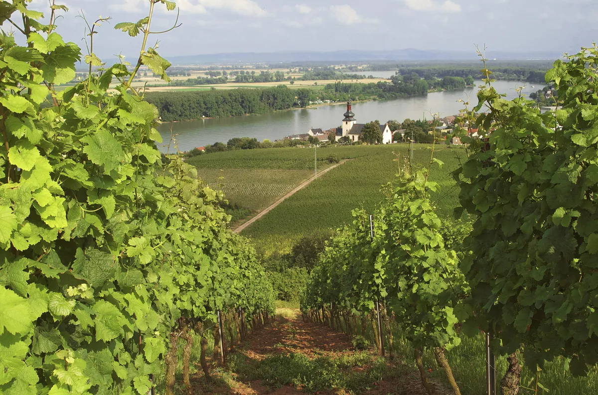 Rhein bei Nierstein - © Fineart Panorama - stock.adobe.com