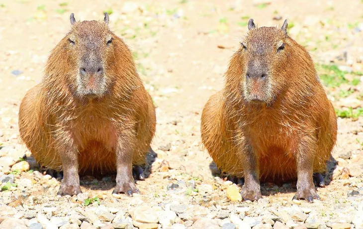 Capybara - © Kletr - Fotolia