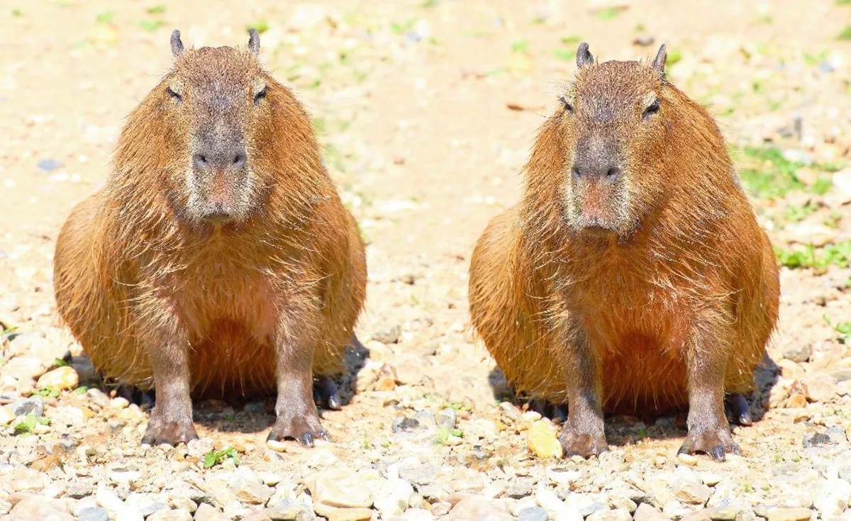 Capybara - © Kletr - Fotolia