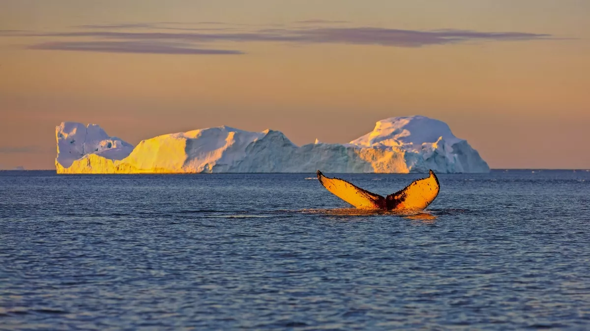 Whale whatching nahe Jakobshavn-Gletscher auf Grönland - © vadim_petrakov - stock.adobe.com